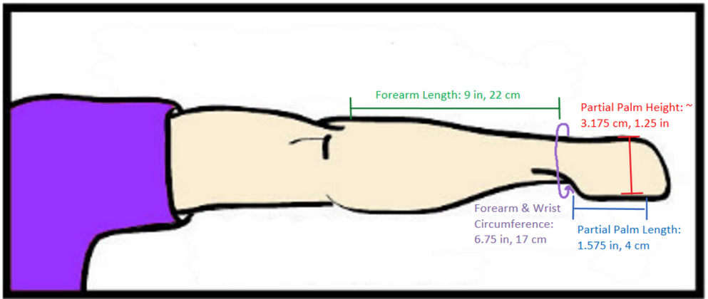 arm measurements